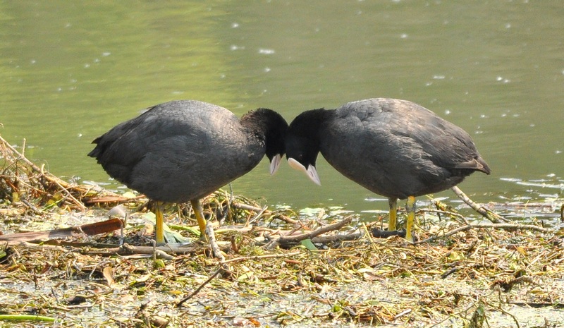 Avifauna humor